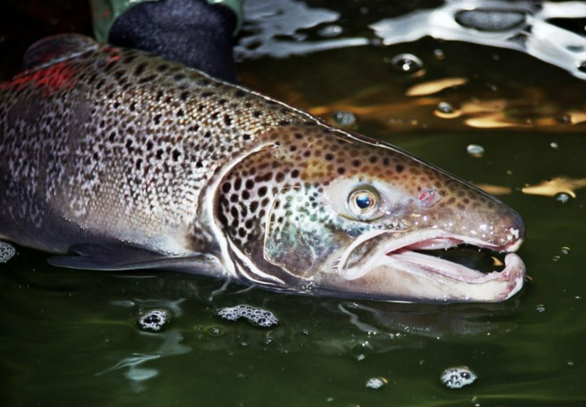 Study finds salmon deplete fat stores while stopped by dams