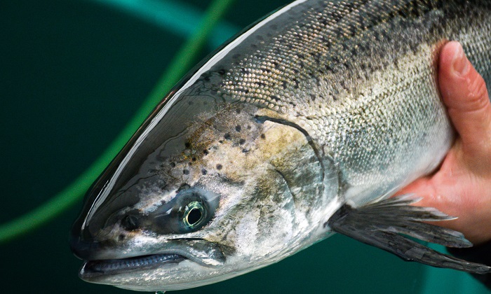 California funds pilot project for salmon reintroduction above Shasta Dam