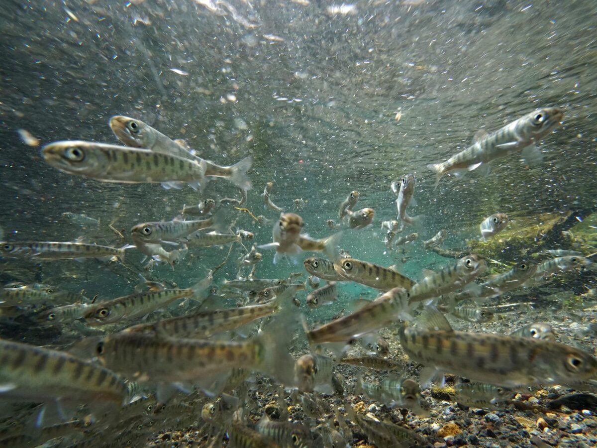 Balancing water spills at hydropower dams for fish passage and energy production